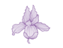 Graphic of an Iris 